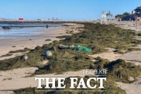  제주도, 괭생이모자반 처리 대책본부 가동