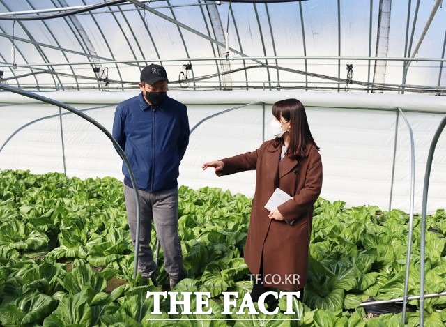 전북 농업의  새로운 소득 작물인 동남아 아열대 채소 재배 현장. / 정읍시 제공