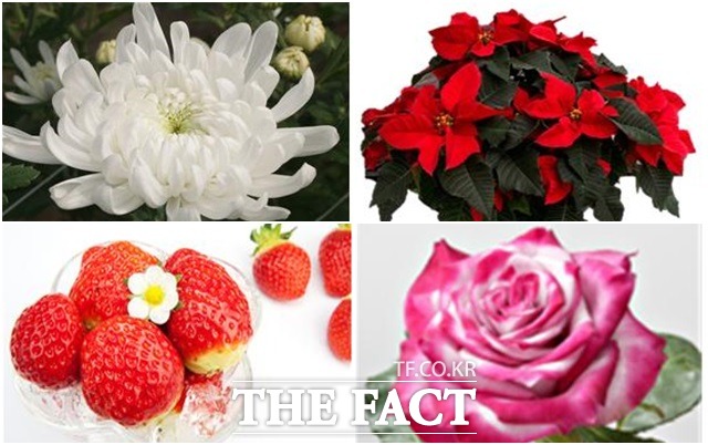 국내 주요 육성품종. 왼쪽 상단부터 백마, 포인세티아 레드윈, 딸기 설향, 장미 딥퍼틀. /농진청 제공