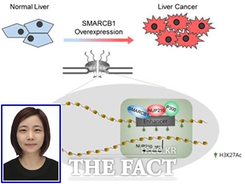간암 발생 및 유지에 기여하는 기전을 규명한 건국대 유정수 교수./건국대 제공