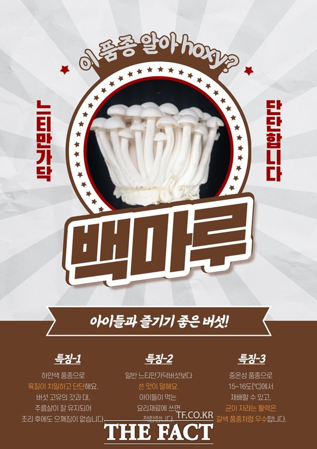 농촌진흥청이 이번에 새로 개발한 버섯 ‘백마루’는 하얀색 품종으로 육질이 치밀하고 단단하다. ‘하늘’의 순우리말인 ‘마루’를 따서 ‘하늘을 날아다니며 수출을 증가시킨다.’라는 의미를 담고 있다. /농진청 제공