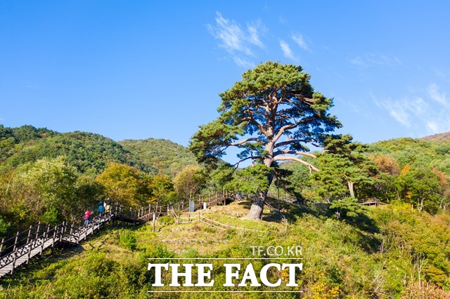 남원시 지리산 천년송이 한국관광광사에서 선정한 비대면 안심관광지로 선정되었다. /남원시 제공