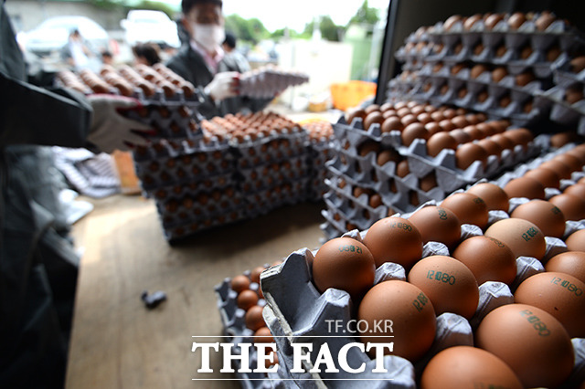 조류인플루엔자 확산 영향으로 달걀 산지 가격과 소비자 가격이 치솟았다. /임세준 기자