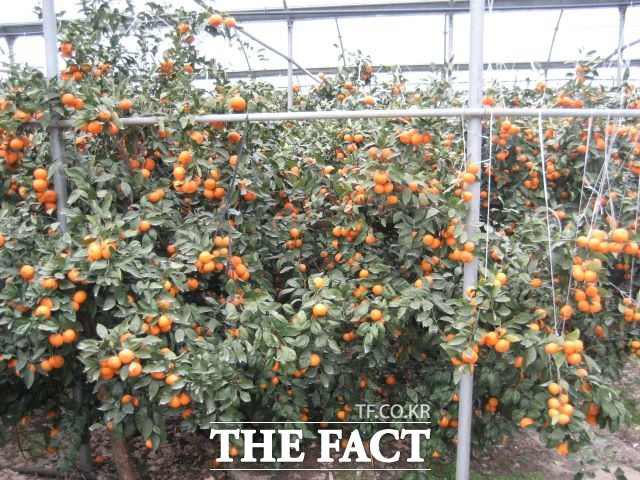 제주지역 만감류 시설(하우스)재배가 늘면서 시설투자에 따른 농가부채가 늘고 있다. 26일 제주농협에 따르면 ‘노지감귤은 타시도 재배 등 더 이상 돈이 안된다’는 인식이 팽배해 지면서 지난 2010년부터 만감류 재배면적이 해마다 늘었다. / 제주농협 제공