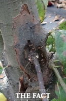  전북 정읍시농업기술센터, 과수화상병 사전방제 지도 ‘총력’