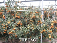  제주지역 하우스 재배 늘면서 농가 부채 전국 1위