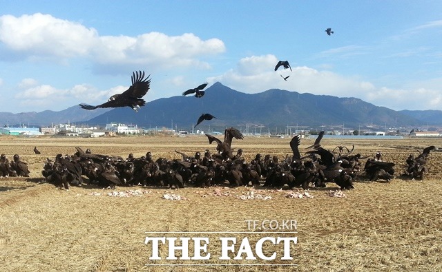 천연기념물 제243-1호 멸종위기종 ‘독수리’ 약 1000여마리가 매년 11월이면 몽골에서 먹이를 찾아 경남 고성에서 겨울을 난다. /고성군 제공