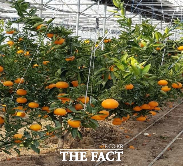 구미시가 제주 특산품인 천혜향을 시험재배 3년만에 수확에 성공했다. 사진은 천혜향 농장 전경/구미=김서업 기자