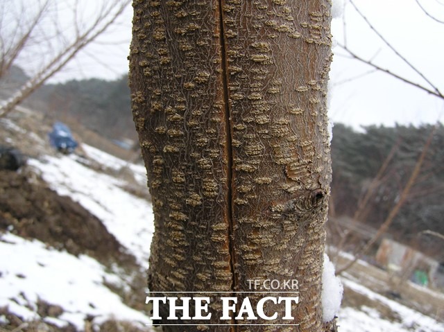 추위로 얼어 나무가 파열된 모습. /농진청 제공