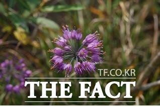 강가에서 자라는 부추라 하여 이름 붙여진 강부추 의모습. /국립수목원 제공