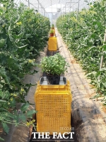  농진청, 토마토 해충 ‘담배가루이’ 허브 식물로 박멸