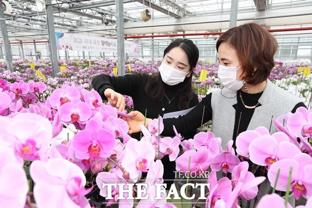 17일 농촌진흥청이 국립원예특작과학원 팔레놉시스 육종온실에서 2021 국내 육성 팔레놉시스 품종 평가회를 개최했다. /농진청 제공