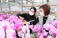  농진청, 국내·외 소비자 맞춤형 난(蘭) ‘팔네놉시스’ 품평회 개최