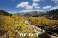  구례 산수유꽃 축제 2년 연속 취소 '아쉬움'