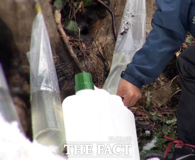 울릉 우산고로쇠 수액은 1.5ℓ12병 한 상자에 6만 원, 1.5ℓ6병 한 상자에 3만 5천 원(택배비 포함)에 판매되고 있다./울릉군 제공