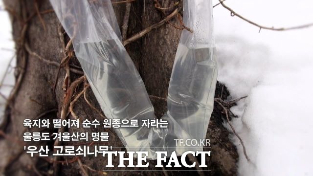 폭설 속에서도 청정 울릉 특산물이 기지개를 켜고 있다. /울릉군 제공