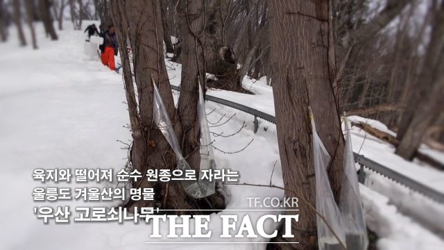 울릉도 농업인들은 2월부터 농번기가 시작되고 먼저 봄의 전령사 우산고로쇠 수액 채취로 분주하다. /울릉군 제공