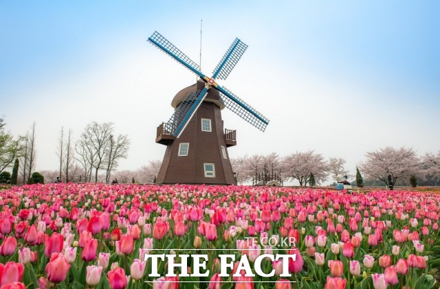 순천만국가정원 내에 있는 네덜란드 정원 모습 / 순천시 제공