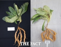  유효성분 많고 기계 수확 가능한 ‘지황’ 품종 개발