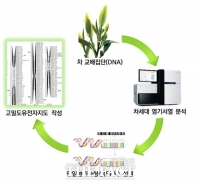  농진청, 차(茶) 육종 기간 단축 ‘유전자지도’ 완성