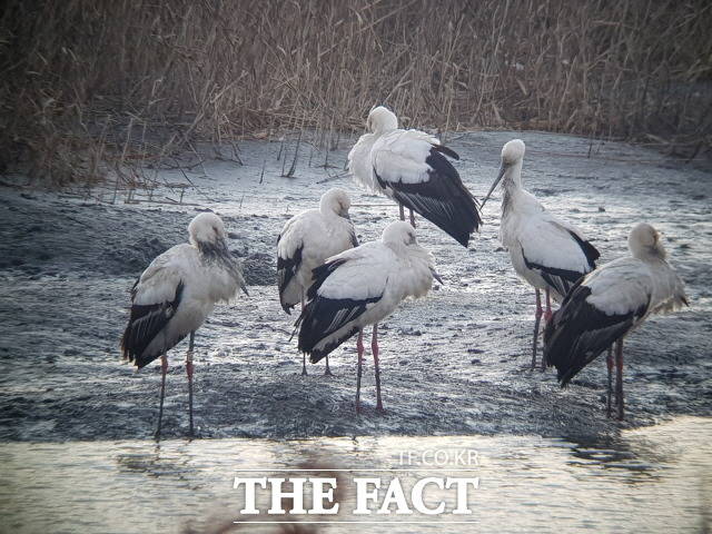 순천시가 오는 26일부터 나흘간 동북아 두루미와 어린이의 미래를 주제로 순천만흑두루미 날 기념행사를 갖는다. /더팩트DB
