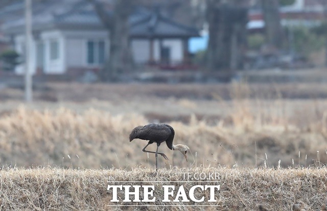 천연기념물 제228호인 어린 흑두루미. /함양군 제공