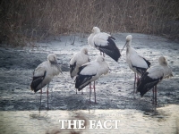  순천만 흑두루미의 날 기념행사 26일부터 4일간 개최