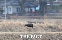  멸종위기 2급 천연기념물 어린 흑두루미 포착[포토]