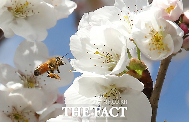 이른 개화 소식을 듣고 찾아 온 벌.