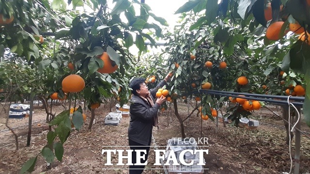 청견을 재배하는 진주시 집현면 이순근씨. 이씨는 28년 전 제주도에서 묘목을 구입, 3900㎡ 시설하우스에서 친환경으로 재배하고 있다. /진주시 제공