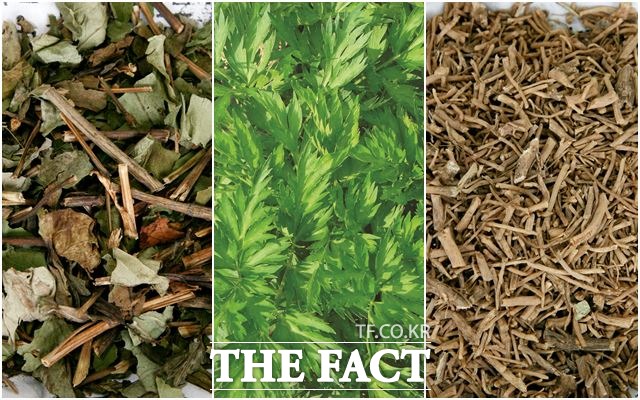 왼쪽부터 삼백초, 천궁, 우슬. /농진청 제공