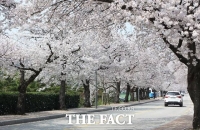  전북 정읍시, 코로나19 여파 벚꽃축제 올해도 취소 결정