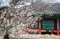  수령 460년 '남명매' 만개[포토]