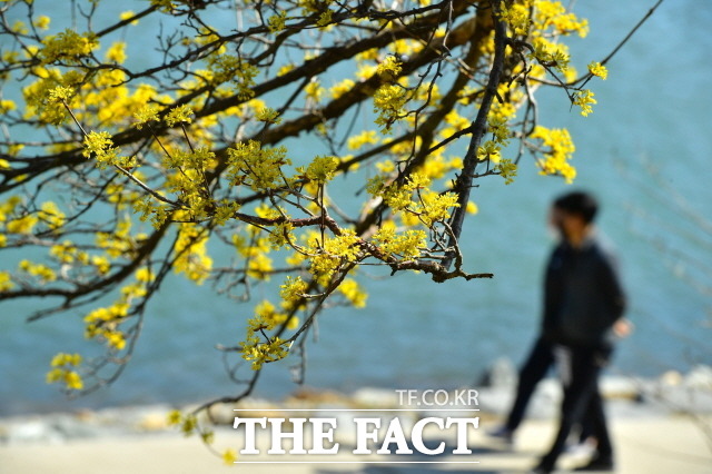 완연한 봄 날씨가 이어지고 있는 7일, 장성 황룡강에 갓 피어난 봄꽃들이 상춘객을 반겼다./장성군 제공