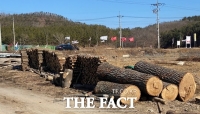  포항시, 재선충 감염 소나무 사고 파는 불법 밀거래 몰랐나
