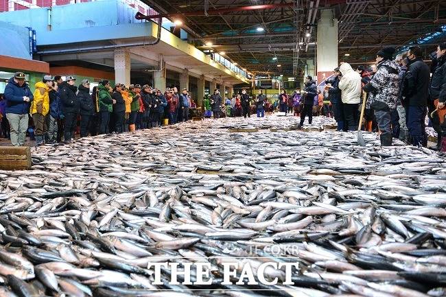 우리나라 연근해 수산물 30% 이상을 유통하는 부산공동어시장에서 9일 조합원들이 코로나19에 집단으로 감염됐다. 사진은 2019년 어시장 초매식 현장. /부산시 제공