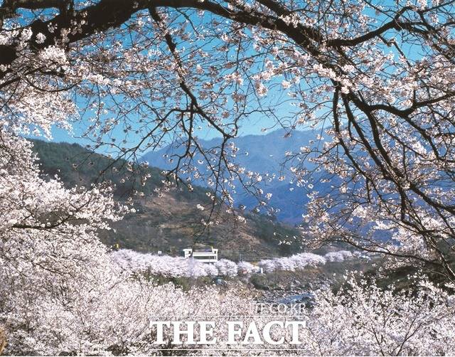 하동군 십리 벚꽃길. /하동군 제공