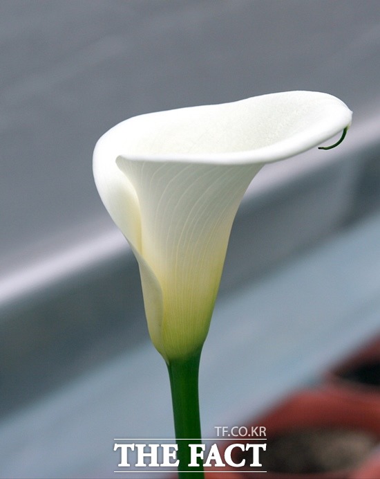 국산 칼라 품종 몽블랑. /농진청 제공