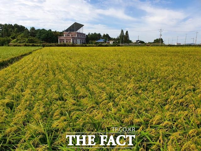 익산시는 올해 기업 맞춤형 쌀 원료곡 2만3000t을 생산해 CJ와 ㈜하림, 본아이에프 등에 공급한다고 12일 밝혔다. /익산시 제공