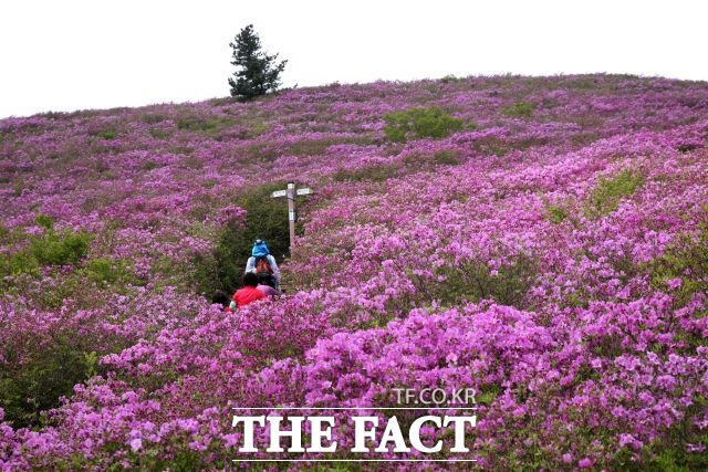 국내 최대 철쭉 군락지인 보성군 일림산 산철쭉이 개화를 앞두고 있는 가운데 보성군이 군내 3대 철쭉 명산 군락지 정비사업에 나선다. /보성군 제공