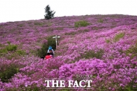  보성군, 국내 최대 철쭉 군락지 3대 명산 정비 사업 펼쳐