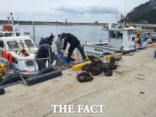 울릉특수수난인명구조대원 20여명은 현포항내 수중침적폐기물과 불가사리 등 청정바다를 해치는 해양쓰레기 약 1.5톤을 수거했다./울릉군 제공