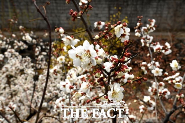 월요일인 오늘(22일)은 전국이 대체로 맑겠다. 대기 확산이 원활해지며 미세먼지 농도 역시 전 권역에서 좋음 또는 보통 수준을 보이겠다. /더팩트 DB