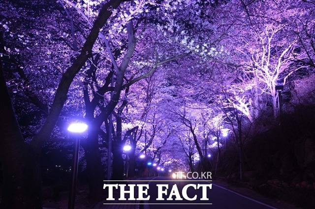 화개장터에서 쌍계사로 이어지는 십리벚꽃길에 야간 조명이 불을 밝혔다./하동군 제공