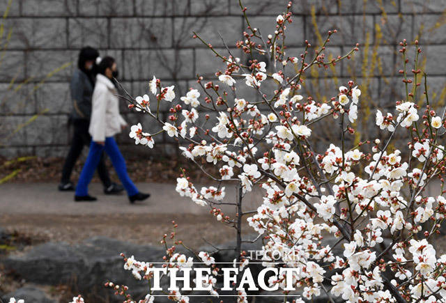 완연한 봄 날씨를 보인 13일 오전 서울 종로구 광장시장 인근 청계천 매화나무에 꽃이 활짝 피어있다. /임세준 기자