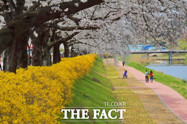 전북 순창군이 다음달 3일 토요일, 벚꽃과 연계한 야간 인문학투어를 진행한다고 밝혔다. /순창군 제공