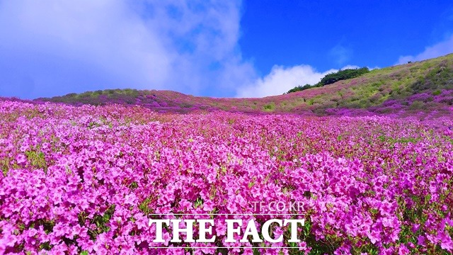 경남 합천황매산 철쭉제가 지난해에 이어 올해도 취소 됐다. /합천군 제공