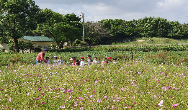 제주시는 도시공원 내 녹지공간을 활용해 이용객들에게 다양한 볼거리를 제공하기 위해 코스모스 정원 1만5000㎡를 조성하고 있다고 28일 밝혔다. / 제주시 제공