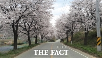  천안시, 벚꽃 군락지 대상 코로나19 안전대책 시행