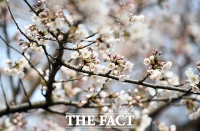  꽃망울 터트린 여의도 벚꽃 [포토]